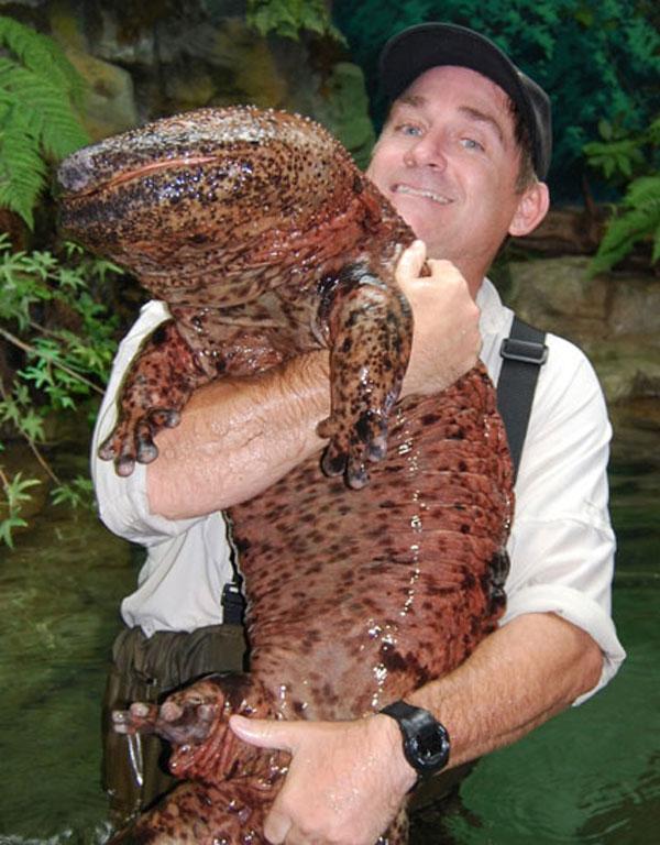 Ķīnas milzu salamandraPasaules... Autors: Colonel Meow Pasaules lielākie dzīvnieki