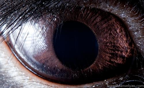 melnais trusis Autors: drumdrum dzīvnieku acis
