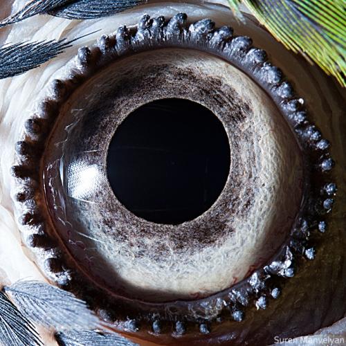 papagailis Autors: drumdrum dzīvnieku acis