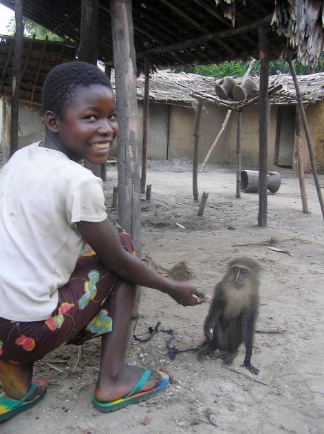 Pētnieki lēscaron ka Lesula... Autors: exkluzīvais Āfrikā atklāta pērtiķu suga ar cilvēka acīm