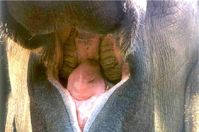 Viens ziloņa zoba svars var... Autors: Aurelius 10 fakti, ko iespējams nezināji