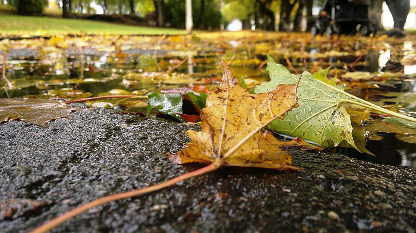  Autors: Ragnars Lodbroks Zelta rudens in LV