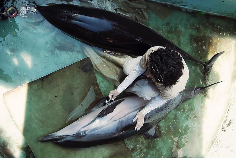 Vetārsts izmeklē delfīnu Autors: Johny9 Bilžu paka ar aizvadītās nedēļas iespaidīgākajiem kadriem!