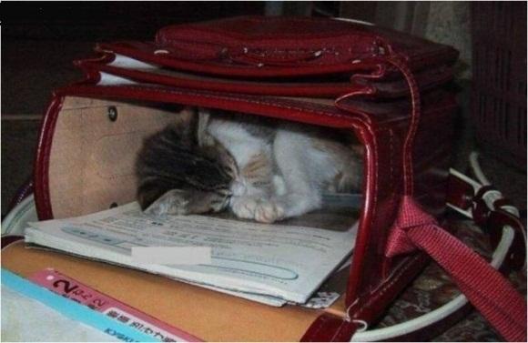  Autors: crazyfly Kur guļ kaķi ??