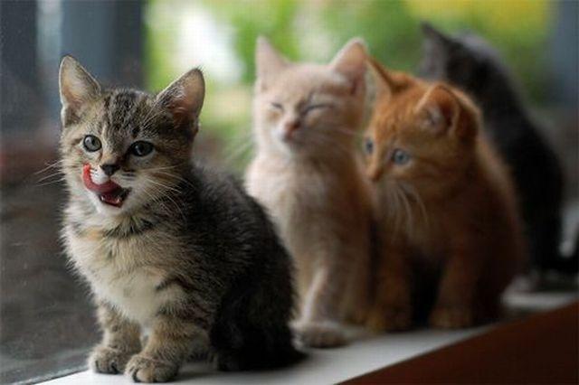 Ko jūs trīs darijāt  Autors: gopniks2 Smieklīgie kaķi !