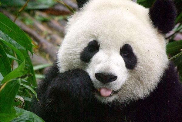 Tikko piedzimis Panda ir... Autors: iFakti Izlase - I fakti Nr.2