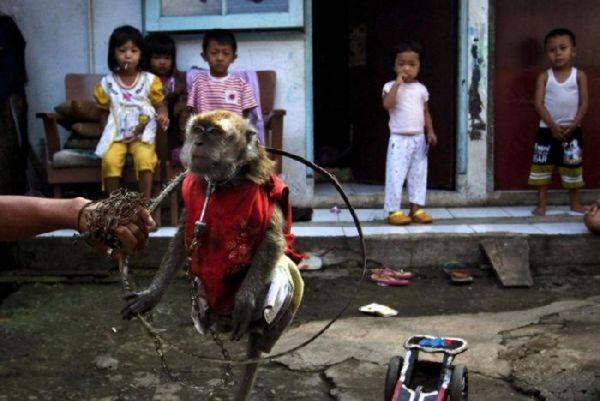  Autors: fcsc Ielu pērtiķi Indonēzijā!