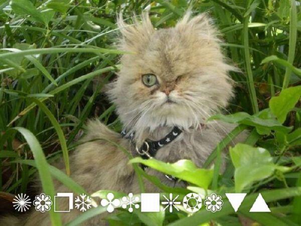  Autors: Colonel Meow Kaķu fonti