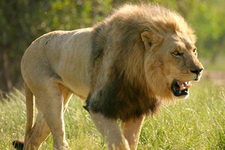 nbsp8 ndash Lauva ap 200 nāves... Autors: Nopsis2 Top 10 – Nāvējošākie dzīvnieki