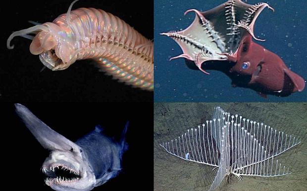 Patika rakstsnbsp Autors: iFakti Top 10: Neredzētas būtnes, kas dzīvo okeāna ūdeņu dzelmē.