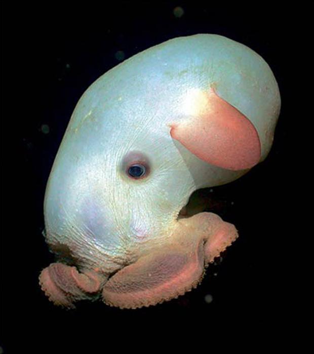 4 Dumbo OctopusPirmoreiz... Autors: iFakti Top 10: Neredzētas būtnes, kas dzīvo okeāna ūdeņu dzelmē.