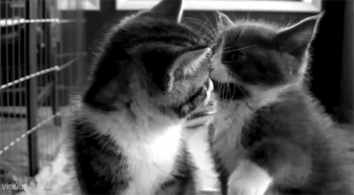  Autors: Sniedzinjs88 Meow♥