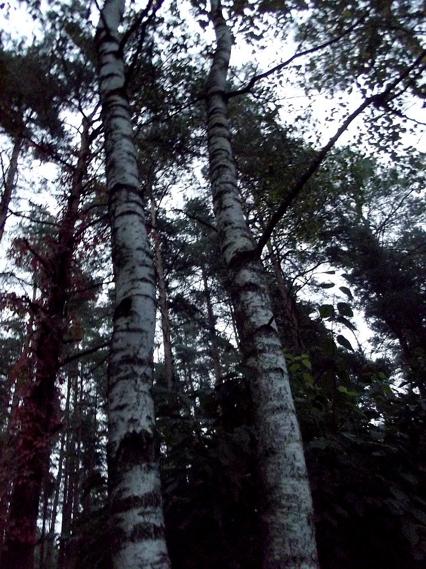  Autors: laumiņaBezZobiem Manas bilžas