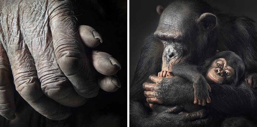 Scaronimpanze mīļi apskauj... Autors: Fosilija Dzīvnieku cilvēciskā puse