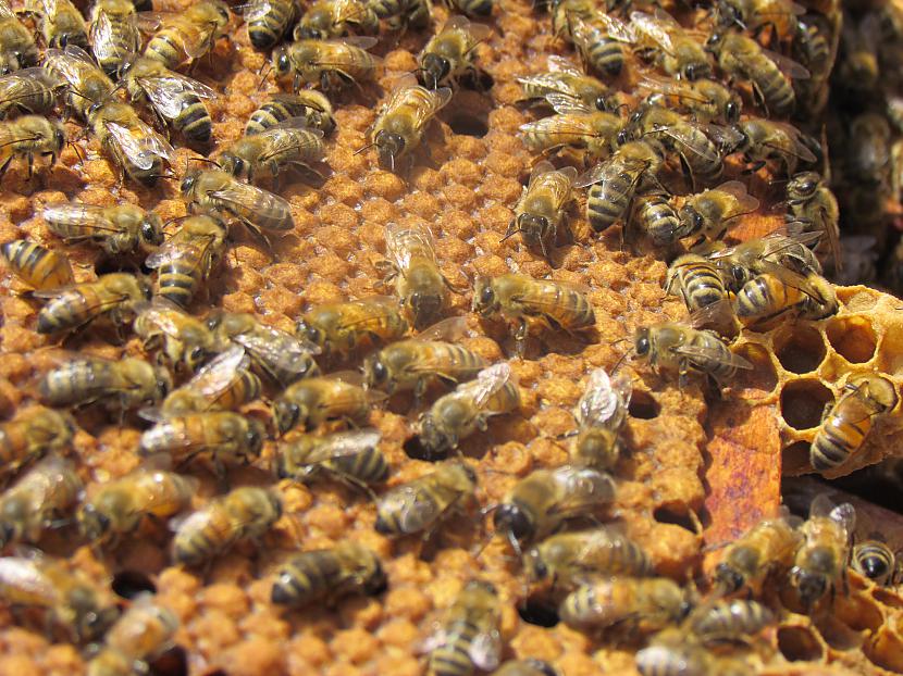 Biteskuras pateicas par cienas... Autors: aloka Mistiskie stāstiņi
