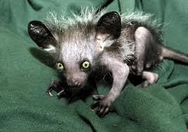 Lemurs AjeAjeTo mēdz saukt arī... Autors: Chocolito Pasaules dīvainākie dzīvnieki