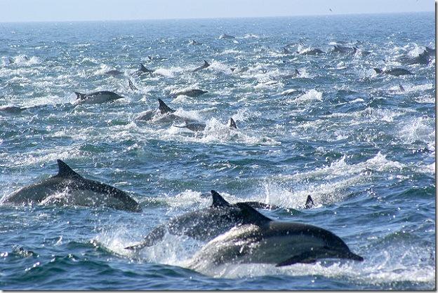 11 kilometru garumā un 8... Autors: Adža 100 000 delfīnu vienā vietā!
