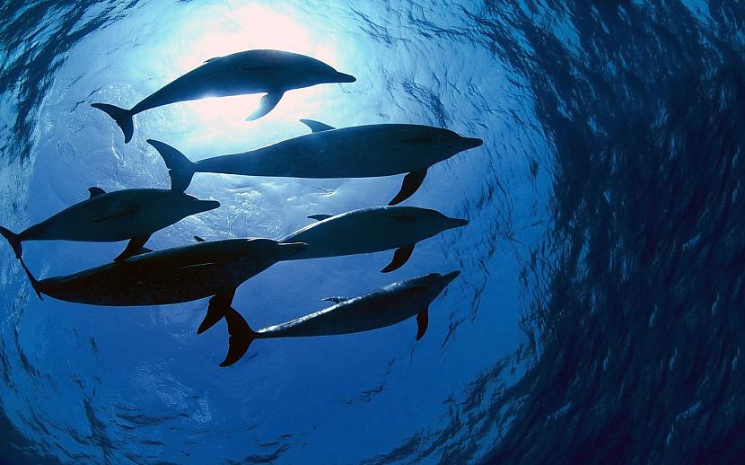 Delfīni nemāk elpot zem ūdens... Autors: Adža 100 000 delfīnu vienā vietā!