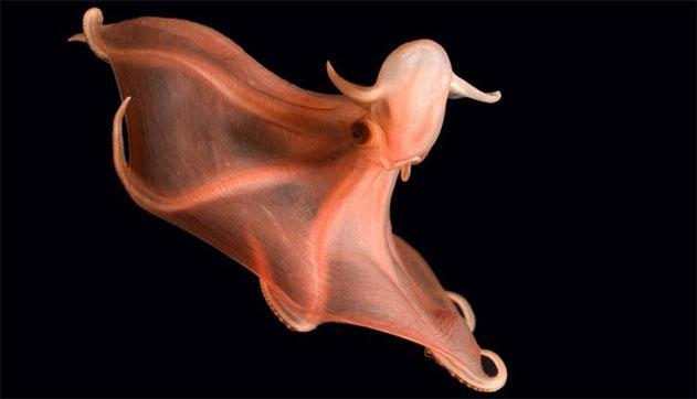Sarkanais astoņkājis... Autors: amonty Baisākie ūdens dzīļu radījumi