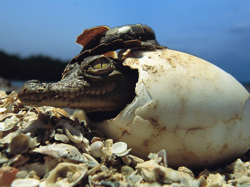 Aligatoru mātīte izdēj ap 40... Autors: Aurelius Šos faktus, tu iespējams nezināsi [otrā daļa]