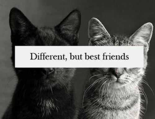  Autors: QOED Different, but best friends))