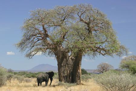 nbspBaobab koks jeb... Autors: elv1js Kā izdzīvot Āfrikā.