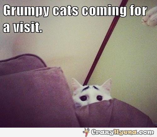  Autors: šukiņs Grumpy Cat .