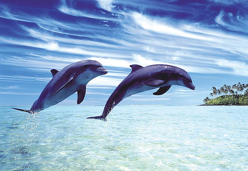 Delfīniem ir vārdi Turklāt... Autors: nikrider Pārsteidzoši fakti