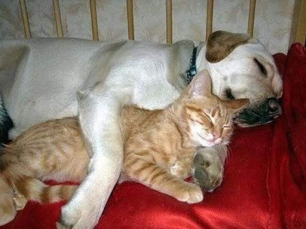 BeigasScaronoreiz abi aizmiga... Autors: mockingjay12 Stāsts: Suņa un kaķa mīlestība