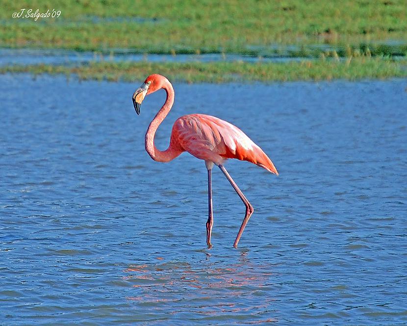 Flamingo čurā uz savām... Autors: Ričemons 35 interesanti fakti,kurus iespējams nezināji (2)