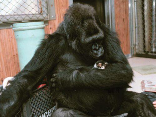 Scaronī ir Koko gorilla kura... Autors: elv1js Es vēlos tikai draudzēties.