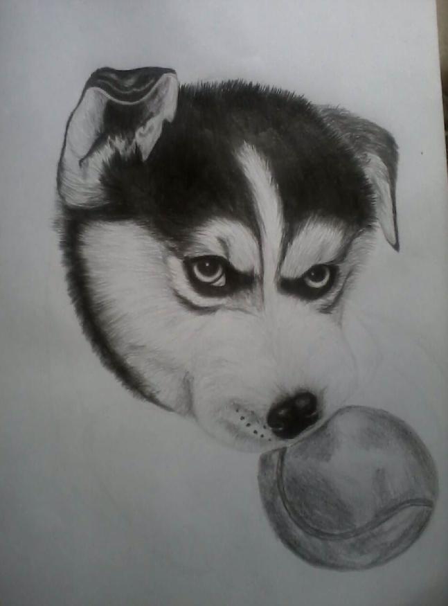 Jau klāt bumbiņa kas nav... Autors: Everbergerdīne Kā uzzīmēt un izēnot suni?