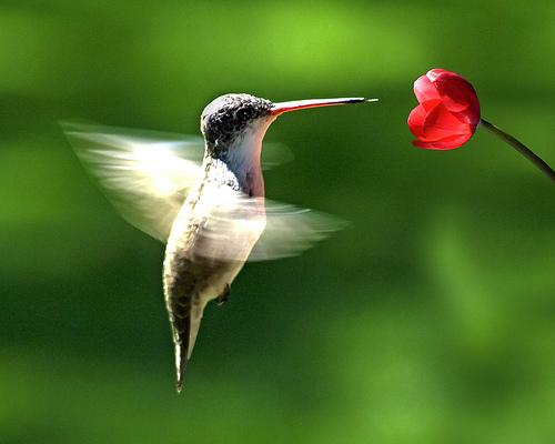 Kolibri sver mazāk nekā penss Autors: kinder69 Fakti