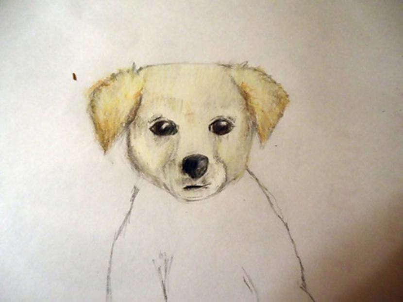 Apvelkam acs kontūru ar melnu Autors: almazza Kā uzzīmēt un izkrāsot suni