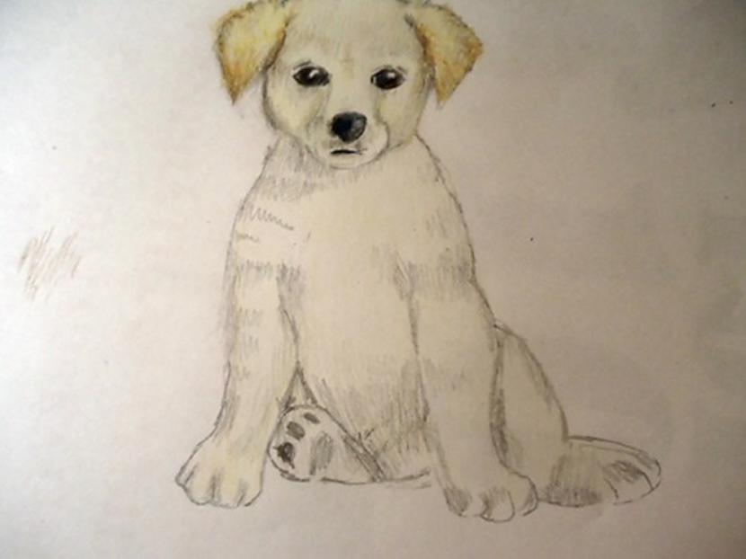 Pāri visam pārkrāso balto Autors: almazza Kā uzzīmēt un izkrāsot suni