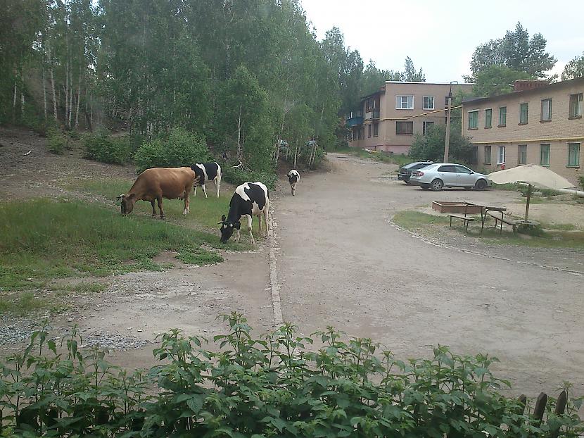 Un govis pilsētas centrā te... Autors: diedelnieks123 Karabaš