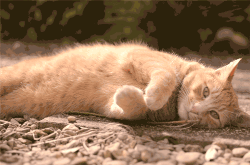  Autors: oh come on animal gifs for you to steal
