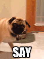  Autors: oh come on animal gifs for you to steal