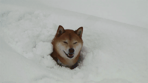  Autors: oh come on animal gifs for you to steal