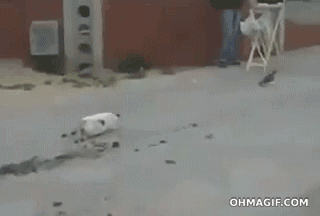  Autors: crazyfly Animal Fail  Gifi