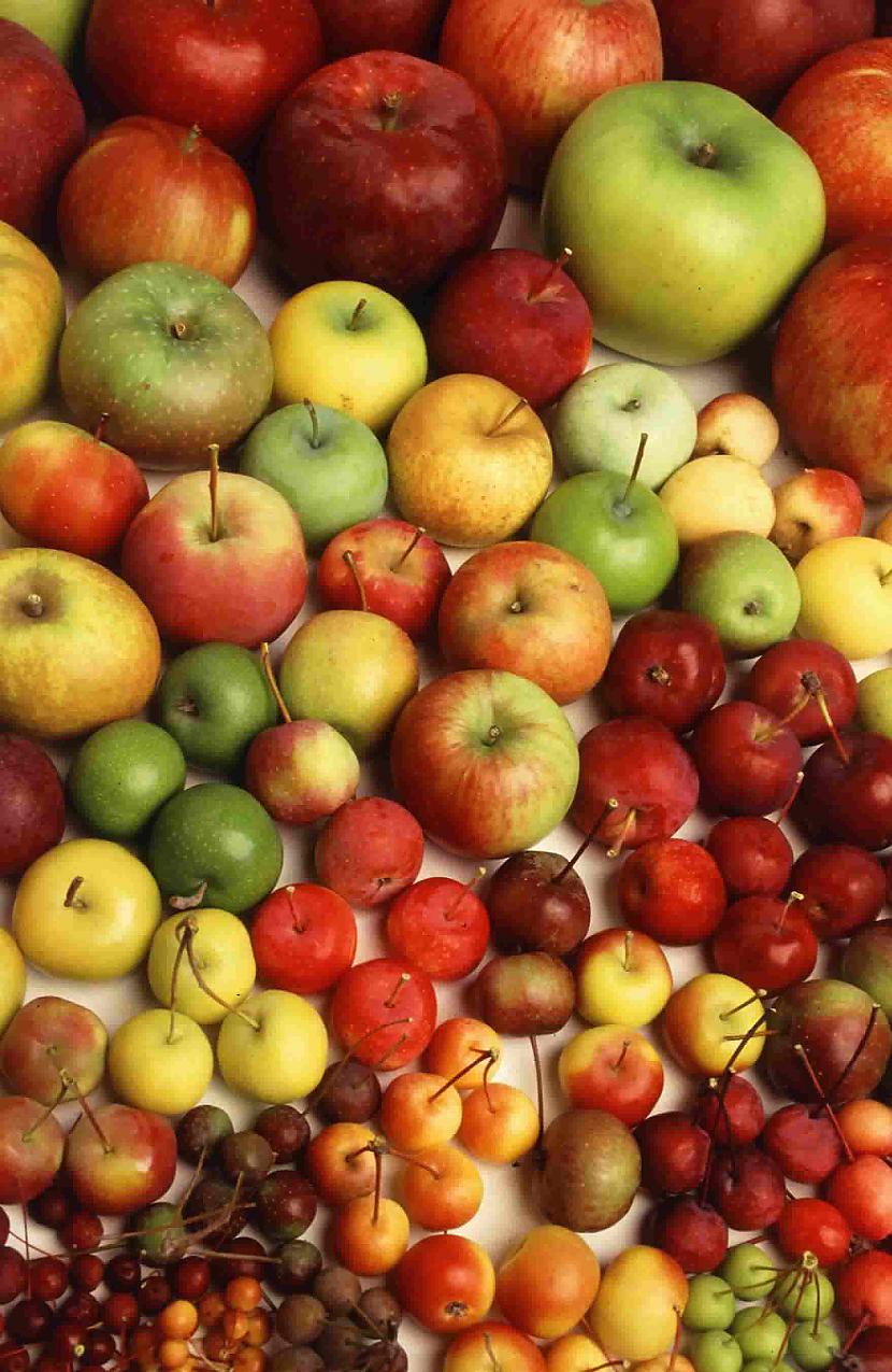 Ir tik daudz āboļu sortes ka... Autors: Fosilija Visvisādi fakti.