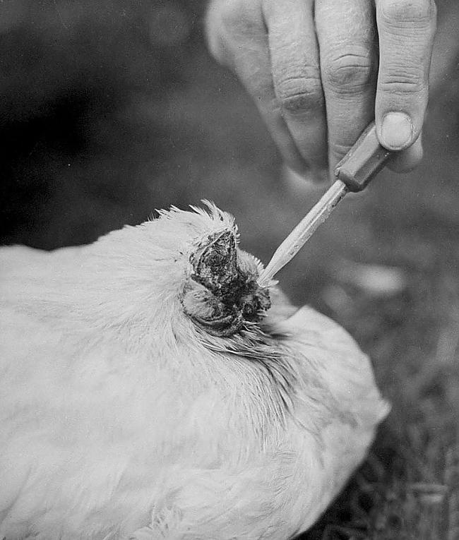 Bet par cik knābāt graudus un... Autors: Raziels Bezgalvainā gaiļa piedzīvojumi