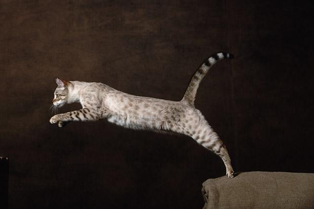 Bengālijas kaķis... Autors: Raziels Ekskluzīvi kaķi