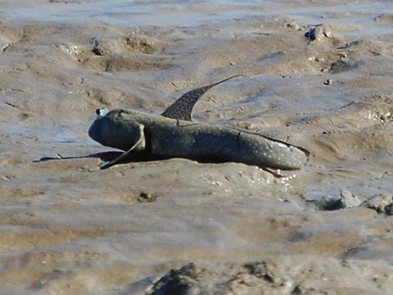 Zivs Lang Scaronaj zivij ir... Autors: Deadshot Nāves izturīgākie dzīvnieki