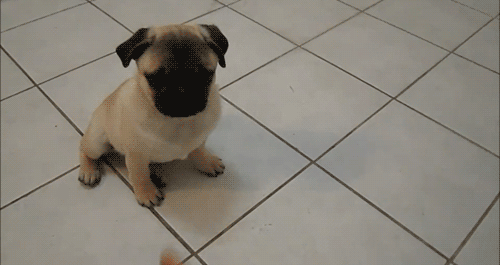  Autors: Ekvadora cilvēka labākais draugs GIF