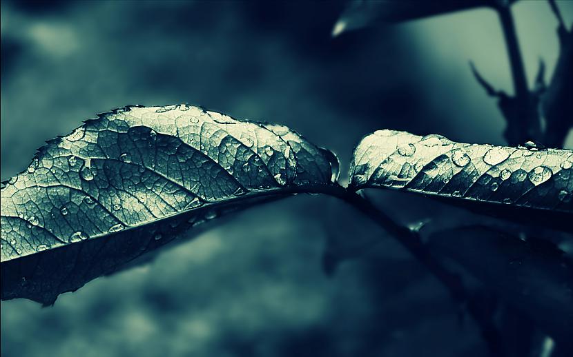  Autors: Zebra sinepēs [ rain ]