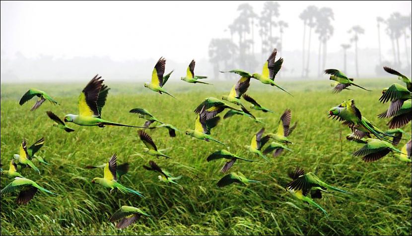  Autors: Pollijs National Geographic 2013 gada labāki foto.