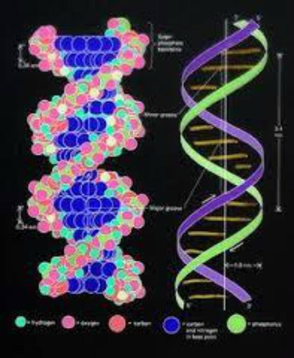 Cilvēka DNS ietver sevī ap 20... Autors: 1245 Baigie fakti par tevi un parējiem cilvēkiem!(ja vien tu esi cilvēks)