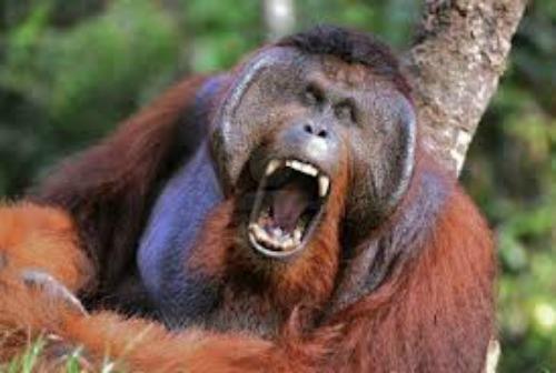 Orangutāni izrāda agresiju ar... Autors: 1245 intresanti fakti!!!