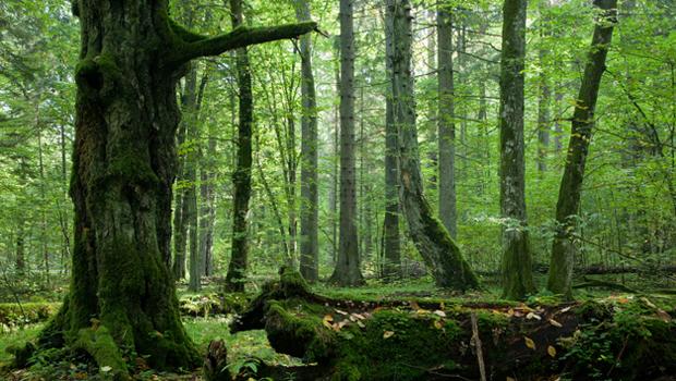Belovežas mežs atrodas abpus... Autors: Metriņš Pasaulē interesantākie meži